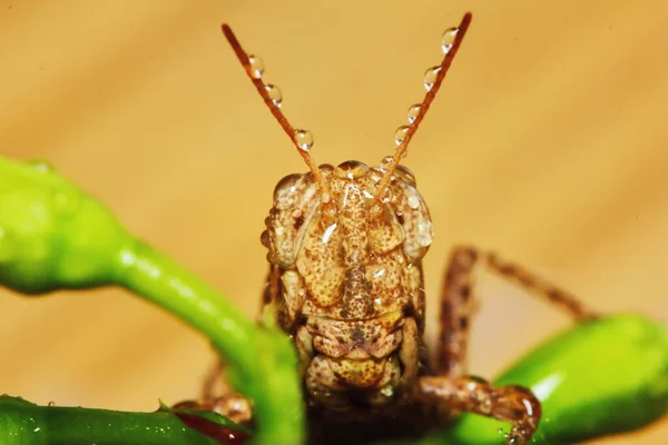 Mooie Insect Sprinkhaan Gemaskeerd Tussen Groene Bladeren Zonnig Voor Achtergrond — Stockfoto