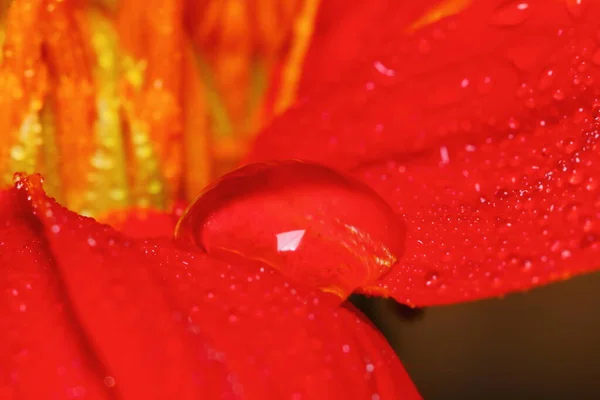 Macro Goutte Belle Fleur Rouge Dans Nature Pour Beau Fond — Photo