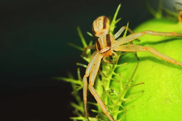 Makrofotografie Einer Springenden Spinne Auf Einer Grünen Saatpflanze Für Den — Stockfoto