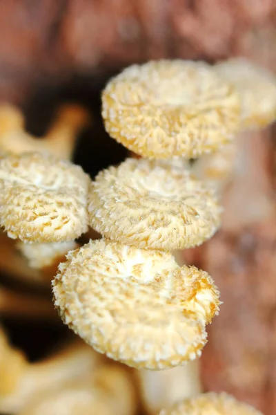 Hautnah Frische Weiße Pilze Wald Für Rohkost Und Frische Kräuter — Stockfoto