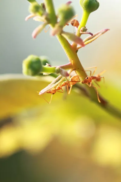 Mravenčí Akce Stojící Ráno Větvi Stromu — Stock fotografie