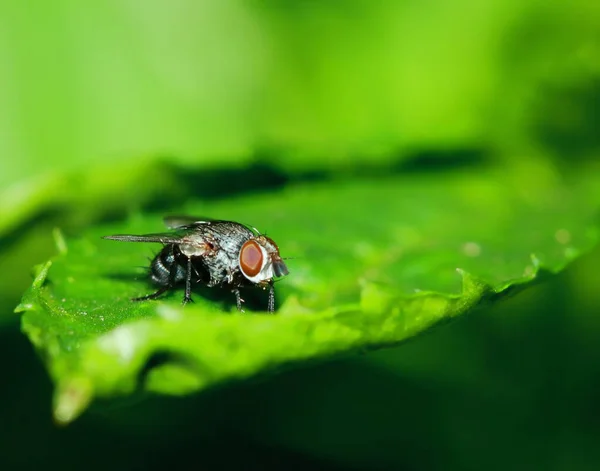 Kleine Fliegeninsekten Der Makrofotografie Hintergrund — Stockfoto