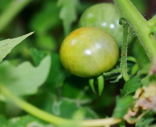 绿色藤蔓的新鲜小樱桃西红柿 — 图库照片