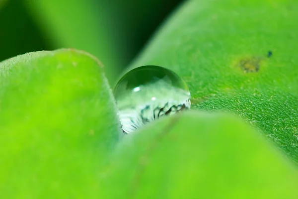 Зеленый Фон Свежих Растений Естественная Текстура — стоковое фото