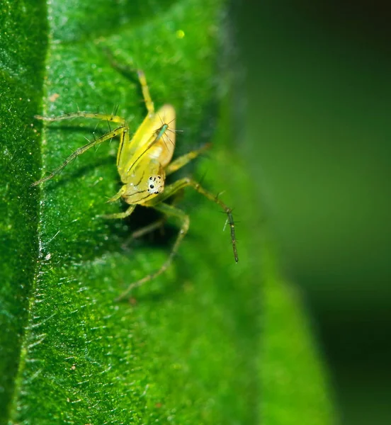 绿叶上跳跃蜘蛛的微距摄影 — 图库照片