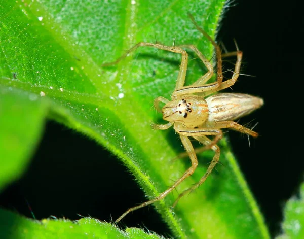 Makrofotografie Der Springenden Spinne Auf Grünem Blatt — Stockfoto