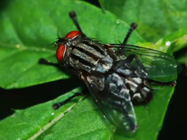 Pequeños Insectos Mosca Macrofotografía Sobre Fondo — Foto de Stock