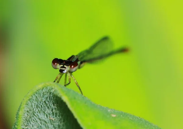 Macro Imagem Libélula Natureza — Fotografia de Stock