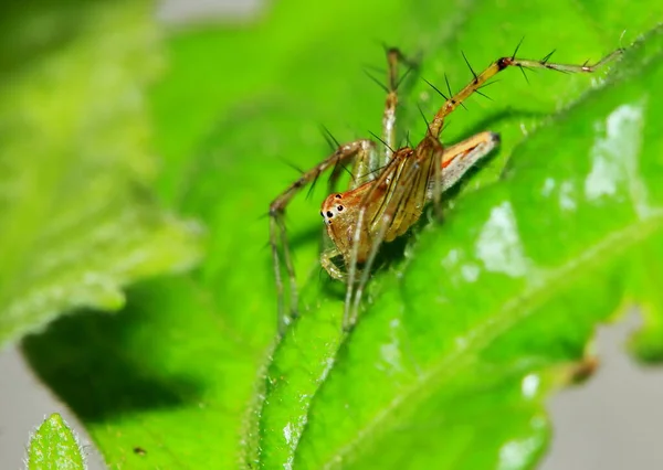 Makrofotografering Hoppande Spindel Grönt Blad — Stockfoto