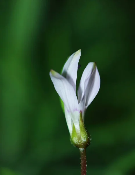 Κοντά Sesbania Javanica Λουλούδι Στον Κήπο Της Φύσης — Φωτογραφία Αρχείου