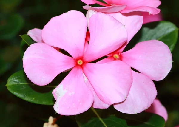 Madagáscar Periwinkle Catharanthus Roseus Rose Periwinkle — Fotografia de Stock