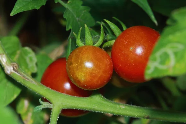 Small Fresh Cherry Tomatoes Green Vines — Stock Photo, Image