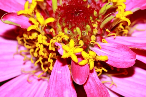 Macro Red Zinnia Flowers Garden — Stok Foto