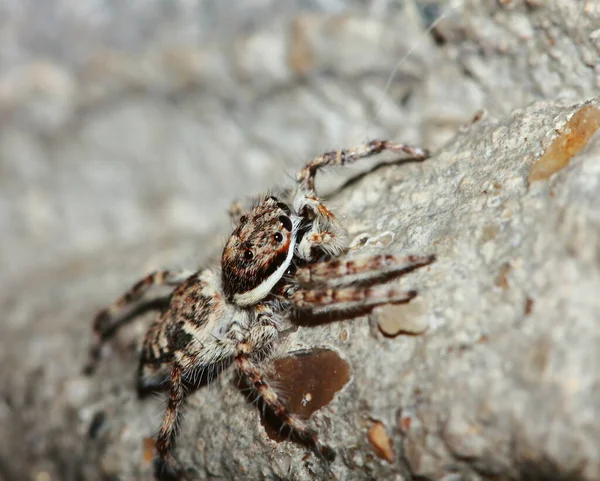 Makro Fotografia Jumping Spider Kamieniu — Zdjęcie stockowe