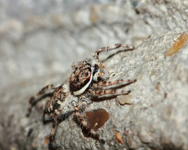 Macro Fotografía Salto Araña Sobre Piedra — Foto de Stock