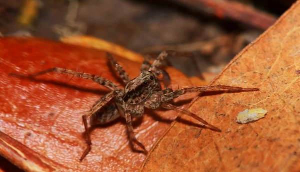 Yeşil Yaprak Üzerinde Zıplayan Örümcek Makro Fotoğrafçılık — Stok fotoğraf