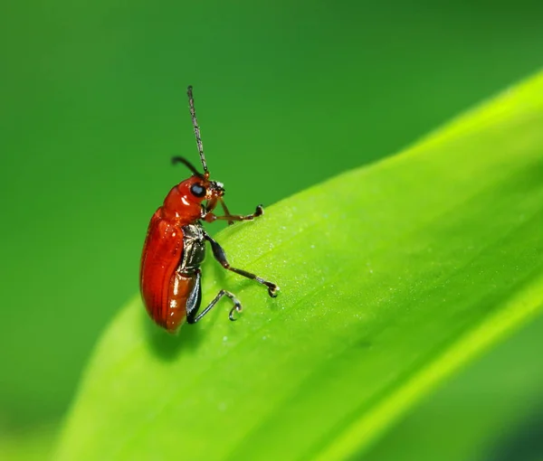 Rot Schwarz Gestreifter Flauschiger Käfer Sitzt Auf Blatt — Stockfoto