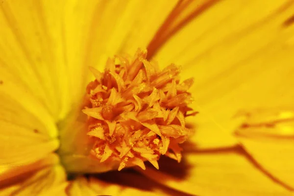 Makrodropet Und Kosmos Blume Auf Dem Hintergrund — Stockfoto