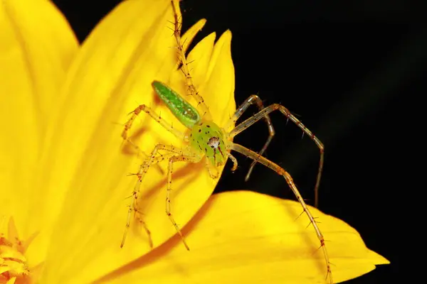 Macro Fotografie Van Jumping Spider Bloemachtergrond — Stockfoto