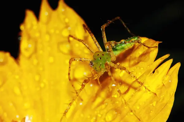 Makrofotografie Der Springenden Spinne Auf Blumenhintergrund — Stockfoto