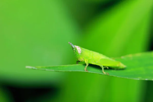 청록색 메뚜기는 사이에 — 스톡 사진