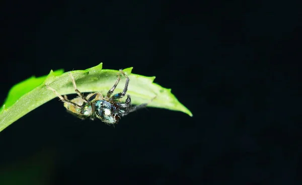 Makro Fotografie Přeskakující Pavouka Zeleném Listu — Stock fotografie