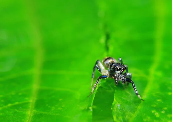 Macro Photography Jumping Spider Green Leaf — Stock Photo, Image