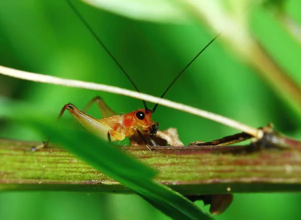 园中小蟋蟀的自然景观 — 图库照片