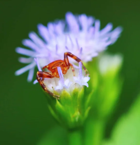 Macro Fotografie Van Jumping Spider Mooie Bloem Frisse Natuur — Stockfoto