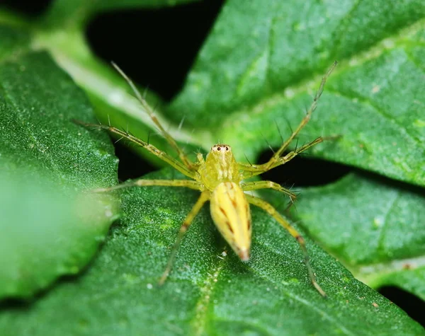 緑の葉のジャンプクモのマクロ撮影 — ストック写真