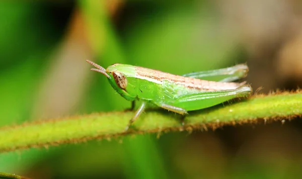 Beautiful Insect Grasshopper Masked Green Leaves Sunny — Stock Photo, Image