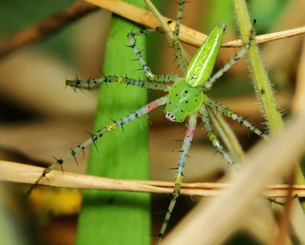 Macro Photography Jumping Spider Green Leaf — Stock Photo, Image