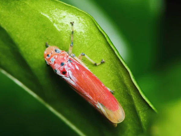 Schöner Insektenstand Auf Grünem Blatt Frischer Natur Für Hintergrund — Stockfoto