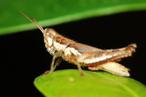 Insektenheuschrecke Ist Bei Sonnigem Wetter Zwischen Grünen Blättern Versteckt — Stockfoto
