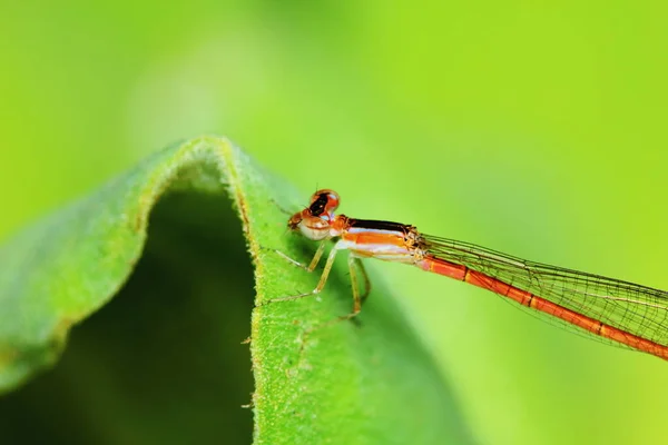 Macro Foto Della Libellula Nella Natura — Foto Stock