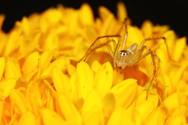 Macro Photography Jumping Spider Yellow Marigold Flower — 스톡 사진