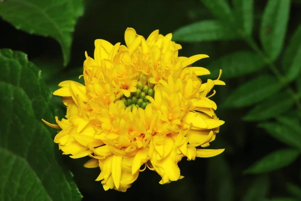 Мбаппе Разноцветный Золотисто Желтый Маринованный Цветок — стоковое фото
