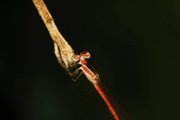 Macro Imagem Libélula Natureza — Fotografia de Stock