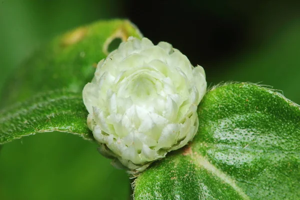 Belle Fleur Amarante Blanche Dans Jardin Frais Pour Backgound — Photo