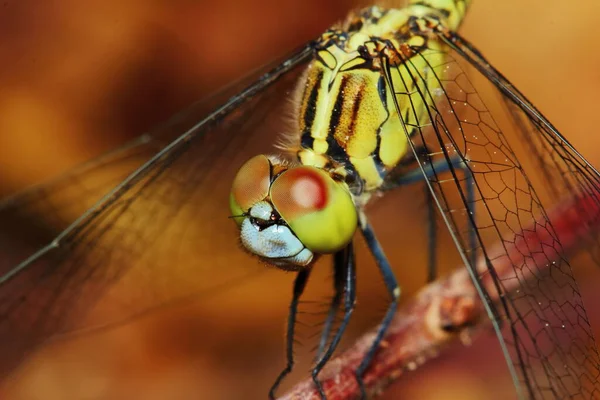 Macro Picture Dragonfly Nature — Stock Photo, Image