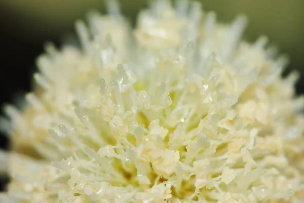 Όμορφο Λευκό Λουλούδι Popinac Φρέσκο Στη Φύση Για Φόντο — Φωτογραφία Αρχείου