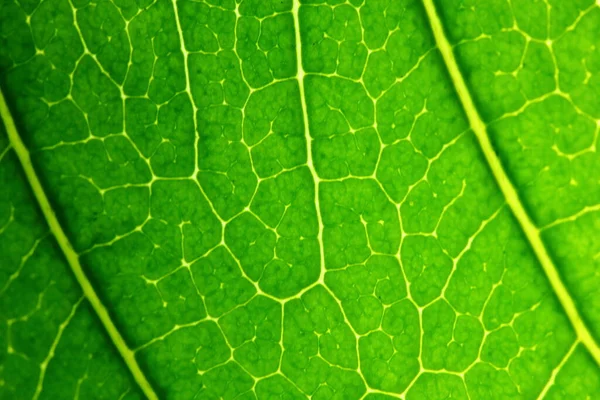 Textura Folhas Verdes Natureza Para Fundo — Fotografia de Stock