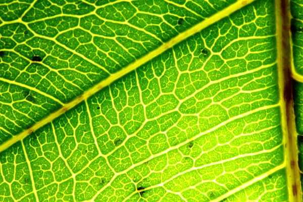 Tekstura Zielonych Liści Naturze Tle — Zdjęcie stockowe