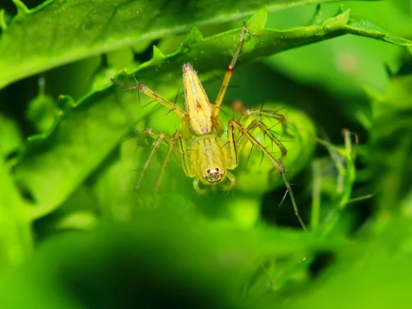 Makro Valokuvaus Jumping Spider Green Leaf — kuvapankkivalokuva