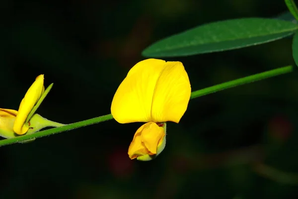 Close Sesbania Javanica Bloem Natuur Tuin — Stockfoto