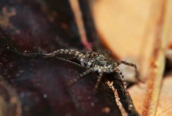 Macro Fotografia Saltando Aranha Folha Verde — Fotografia de Stock