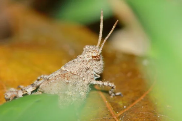 Cavalletta Bruna Caelifera Sullo Sfondo Della Natura — Foto Stock