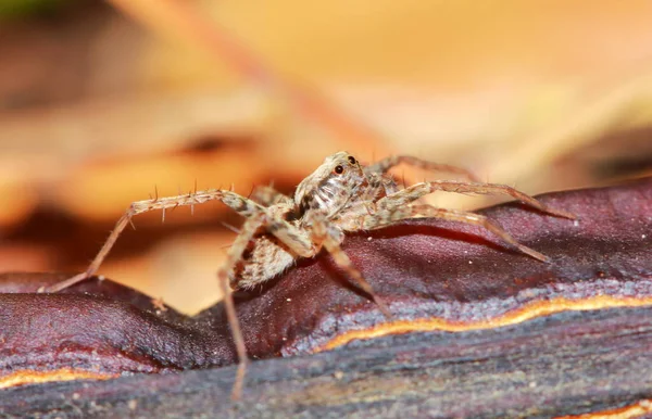 Macro Fotografía Salto Araña Sobre Hoja Verde —  Fotos de Stock