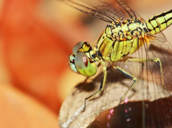 Φύση Φόντο Λιβελούλα Dragonfly Έντομο Στη Φύση — Φωτογραφία Αρχείου