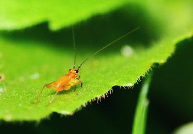 Bahçedeki genç kriketin doğa sahnesi
